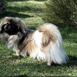 Ilanha