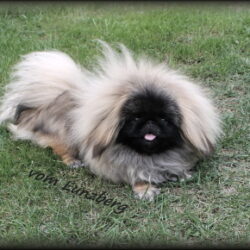 Lotti